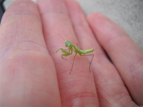 What Are Baby Praying Mantis Called at Merrill Lavallee blog