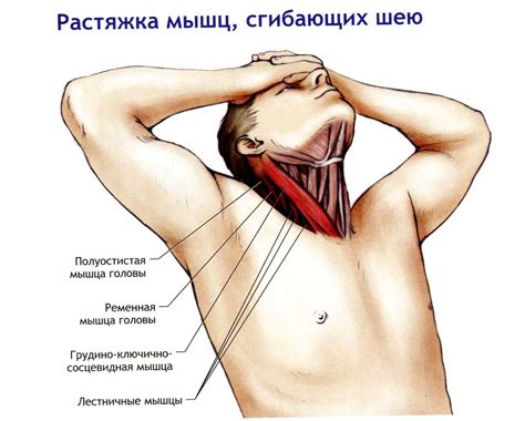 Упражнения для расслабления мышц шеи и плеч * Простой комплекс для ...