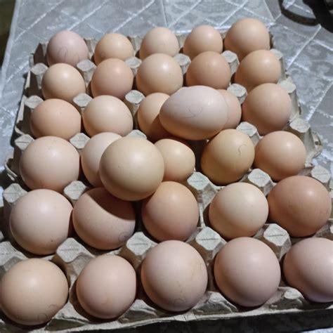 Fertile organic egg, Food & Drinks, Local Eats on Carousell