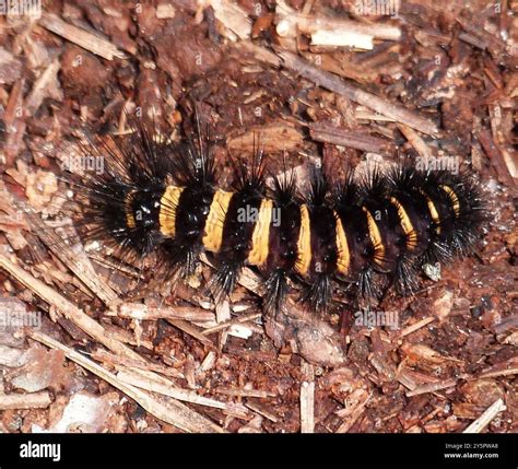 Agreeable Tiger Moth (Spilosoma congrua) Insecta Stock Photo - Alamy