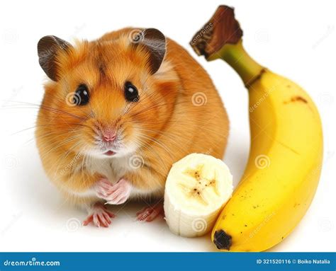 Cute Fluffy Hamster Eating Banana Stock Photo - Image of cute, small ...