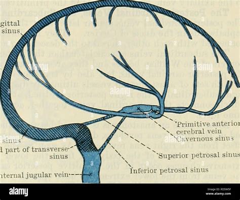 . Cunningham's Text-book of anatomy. Anatomy. Ophthalmic vein Primitive ...