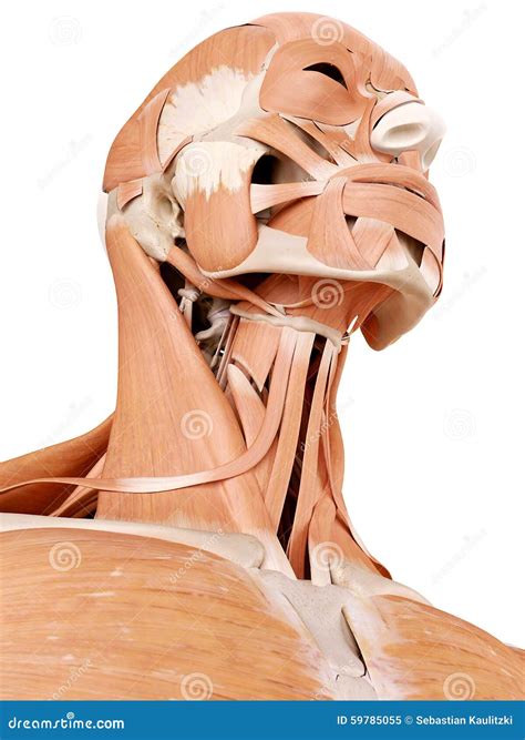 Neck Muscles Front View. Didactic Scheme Of Anatomy Of Human Muscular Vector Illustration ...