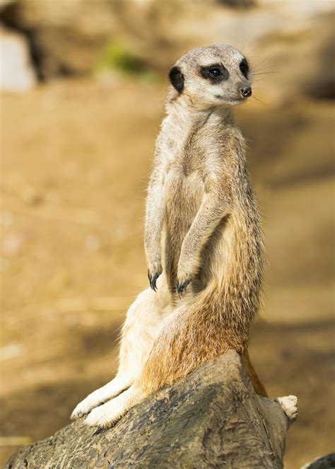 Huge+Brown+Nipples Photos, Download The BEST Free Huge+Brown+Nipples ...