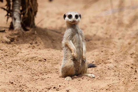 Amazon Desert Animals at Jessica Turman blog