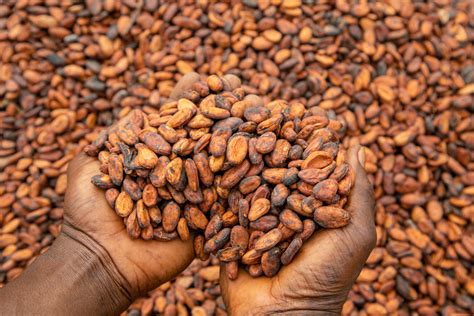 Cocoa traceability system in Ghana prepares for new EU law