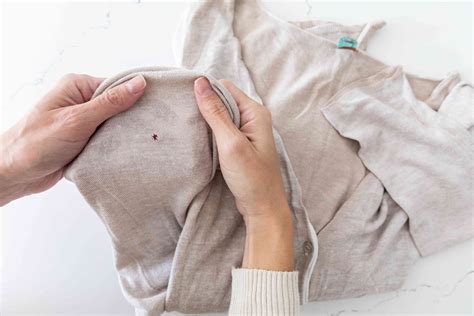 How To Get Rid Of Bugs That Eat Clothes at Josh Hayes blog