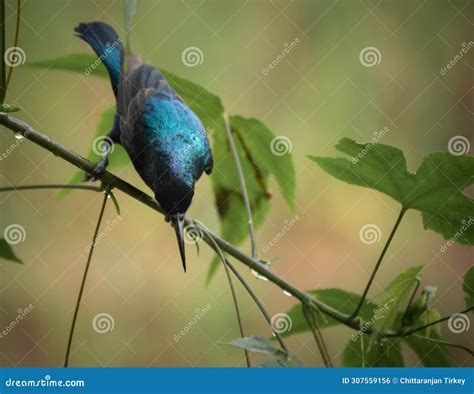 Sun Bird Sun Bird is Also Known As Spider Hunter Stock Photo - Image of life, bird: 307559156