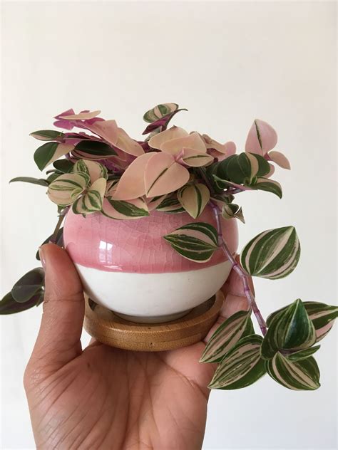 Tradescantia Tricolor | House plants indoor, Cool plants, House plants ...