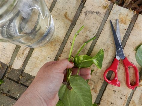 How To Grow Ivy In The House at Charles Hick blog