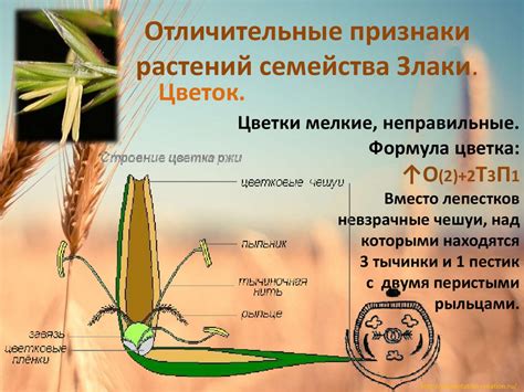 Класс Однодольные. Семейство Злаки (Мятликовые). Лабораторная работа ...