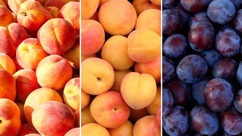 Difference Between Plums And Peaches at Jose Nicoll blog