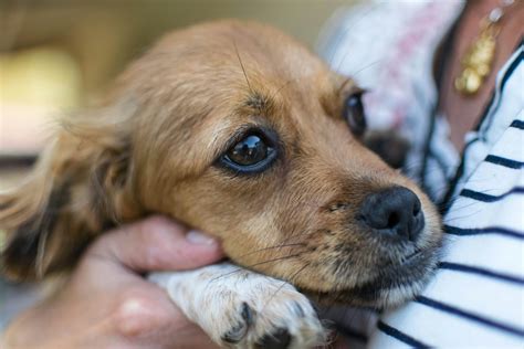 What Every New York Dog Owner Should Know About Getting ESA Letters Online | New York Dog Nanny