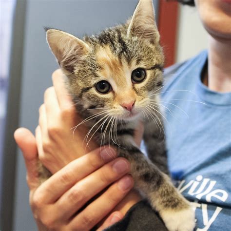 Barnyard Adoption | Asheville Humane Society