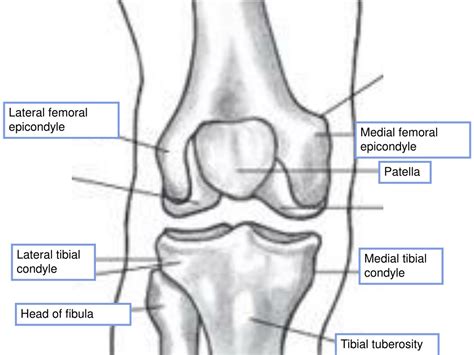 PPT - The Hip Joint and Pelvic Girdle PowerPoint Presentation, free ...