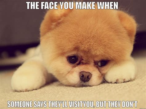 Sad Dog Face Meme