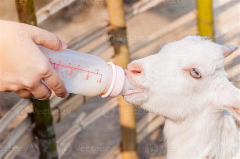 feeding baby goat with milk bottle at farm,Feed the hungry goat with ...