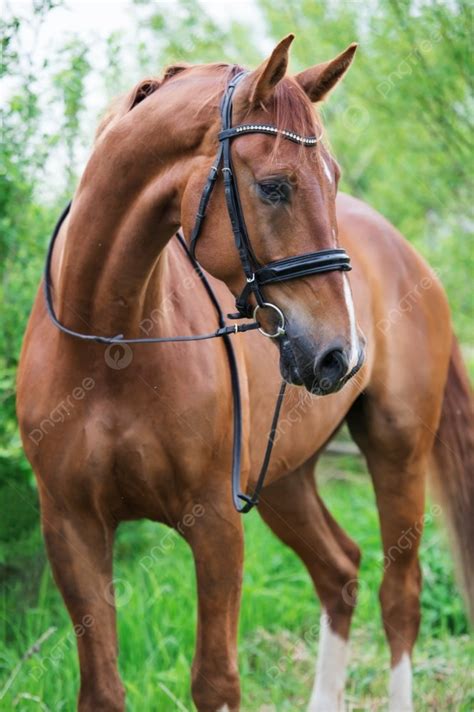 Portrait Of Sportive Chestnut Horse Photo Background And Picture For ...