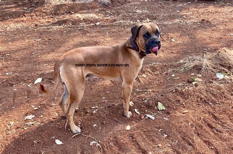 Northern California Black Mouth Curs - Northern California Black Mouth Curs