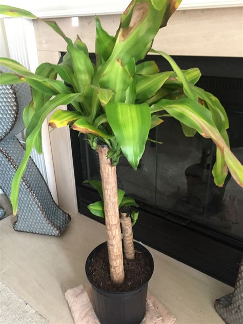 Dracaena Corn Plant Care
