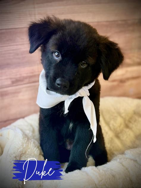 Fuzzy Friends Rescue in Waco, TX