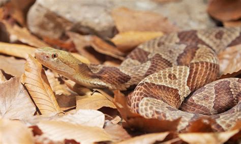 Copperhead Zone at Tracy Swiderski blog