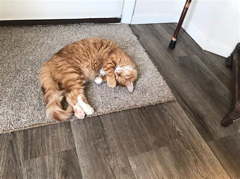 Kitties and Kanines Vet Clinic (@kittiesandkaninesvetclinic ...