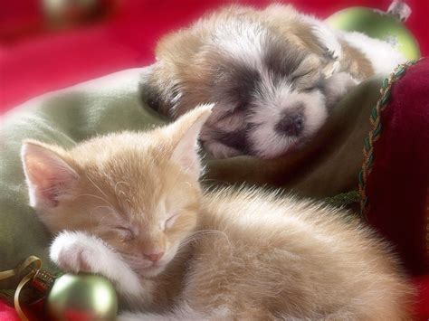 Cute Kitten And Puppy Wallpapers