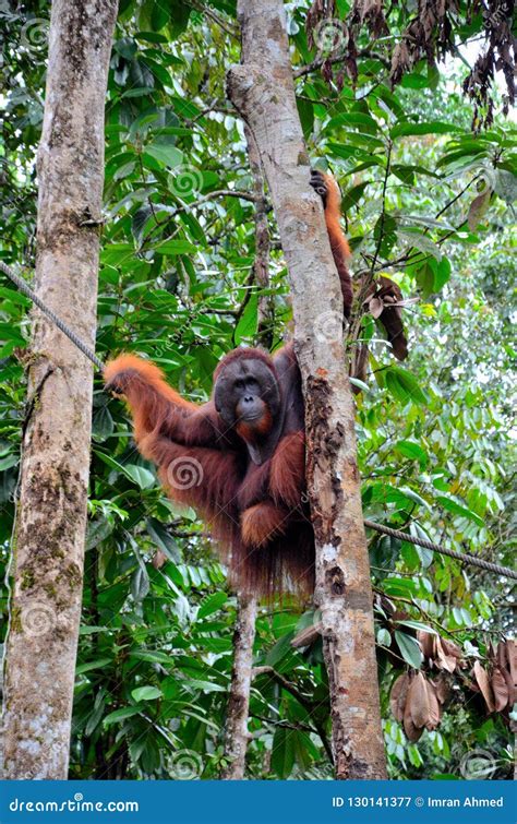 Large Male Orangutan Ape Hangs on Trees and Rope Playfully Semenggoh Nature Reserve Sanctuary ...