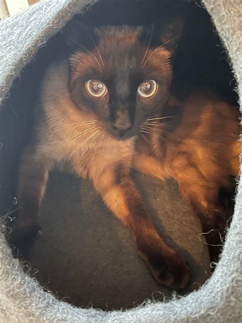 Is changing color normal for a Siamese? : r/Siamesecats