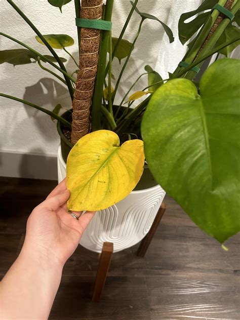 Recently repotted monstera yellowing at bottom leaves :( she was ...