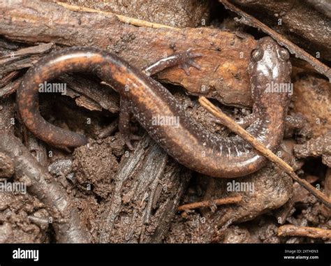 Eastern Red-backed Salamander (Plethodon cinereus) Amphibia Stock Photo ...