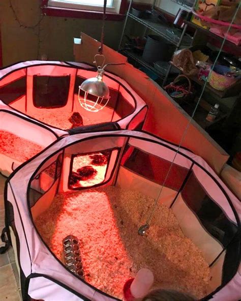 11 Easy DIY Chick Brooder Box Ideas with Photos | Brooder box, Chicken ...