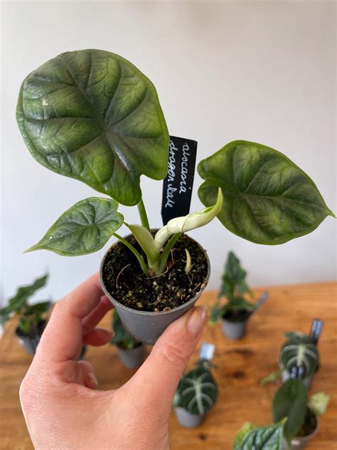 Alocasia Dragon Scale Unusual House Plant - Etsy UK