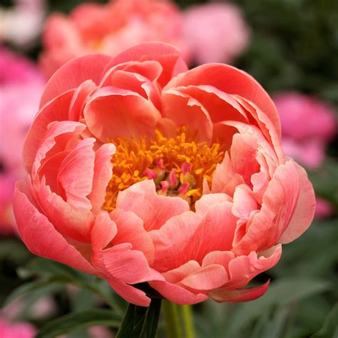 Where Is It Best To Plant A Peony at Amy Kent blog