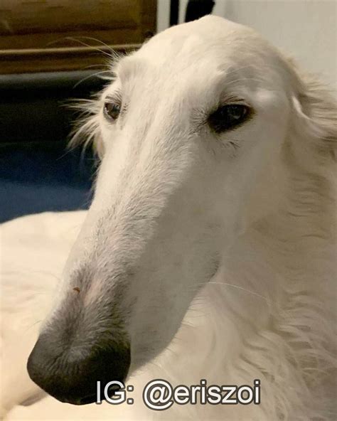 Borzoi / Long Nose Dog: Image Gallery | Know Your Meme