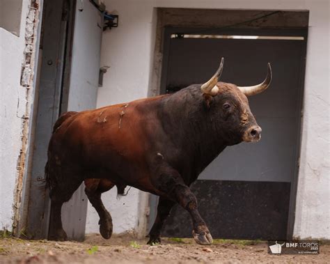 de Bilbao 2023 - 4ª de Abono - BMF Toros