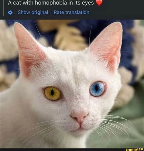 A cat with homophobia in its eyes 💖 : r/HeroForgeMinis