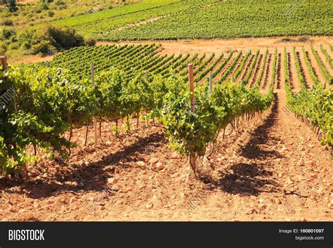 View Vineyards Spanish Image & Photo (Free Trial) | Bigstock
