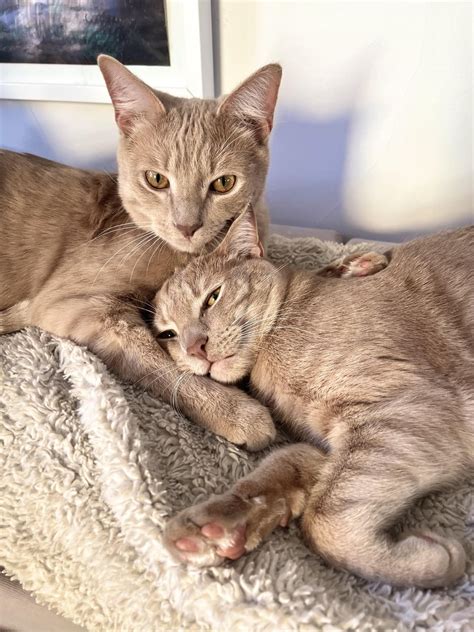 This is a George. With his Fred. They are brothers from the same mother ...