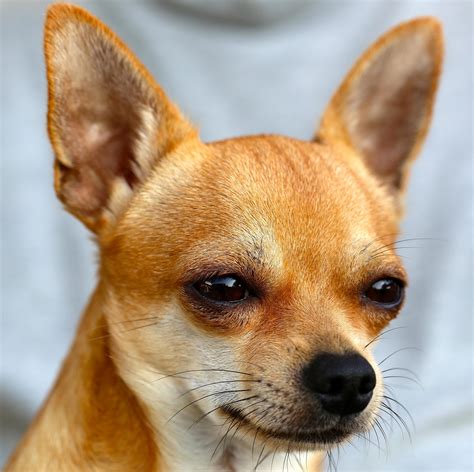 1,000+ Free Tapety Na Plochu Chihuahua & Chihuahua Images - Pixabay