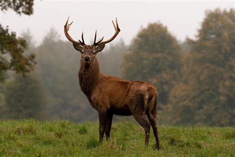 34 Facts About Deer - Facts.net
