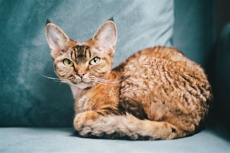 Devon Rex Devon Rex Cat Breed & Adoption Information | Petfinder