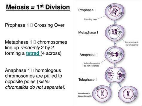 PPT - Reproduction!!! PowerPoint Presentation, free download - ID:434485