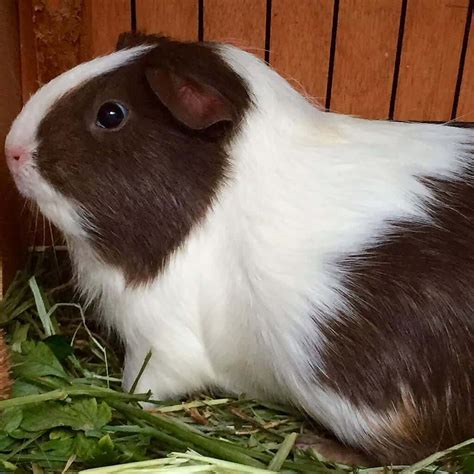 The Ultimate Guide To Rex Guinea Pigs