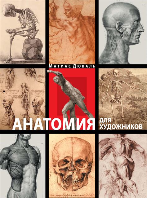 «Анатомия для художников», Матиас-Мария Дюваль – скачать pdf на Литрес