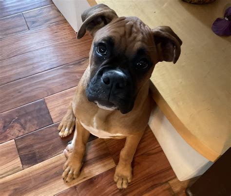 What To Expect - Kare Bears Cuddly Paws Mobile Vet