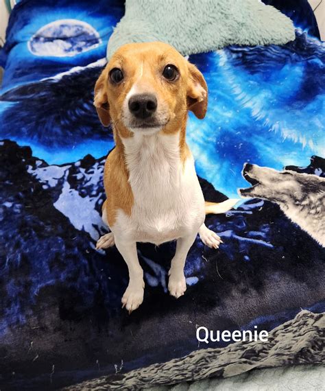 Adopt Queenie Today - Find Paw Pal