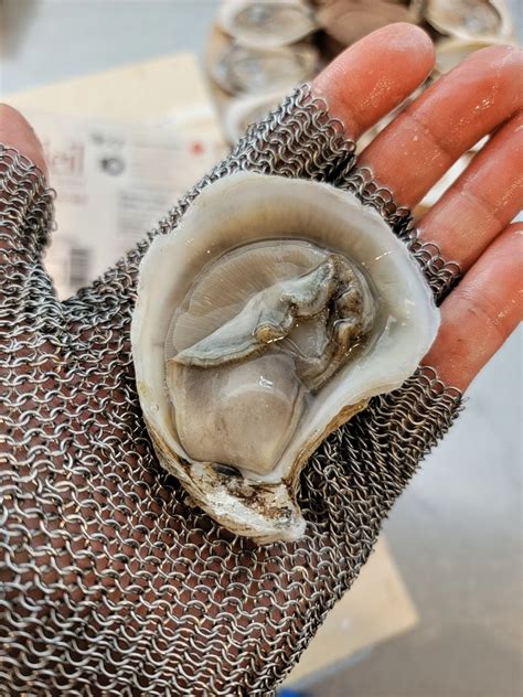 Tasting New Brunswick: A Closer Look at Beausoleil & Belle du Jour ...