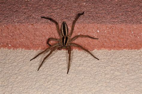 12 Spiders Crawling Around San Antonio - A-Z Animals